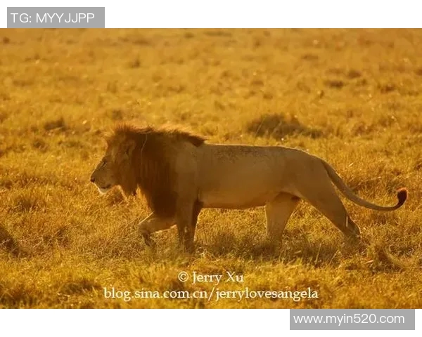 奥斯与阿尔青的对决:一场足球战术与激情的巅峰较量 奥斯与阿尔青的对决:一场足球战术与激情的巅峰较量